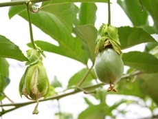 授粉が成功すると、実がふくらんできます＠屋久島ゆたかさんのパッションフルーツ