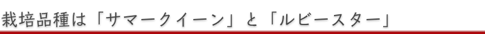 品種はサマークイーンとルビースター