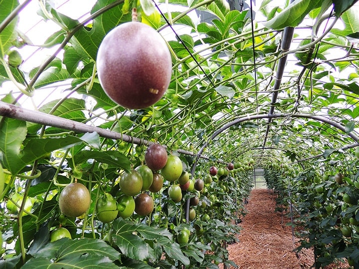 屋久島ゆたかさんのパッションフルーツ＠ゆたか農園