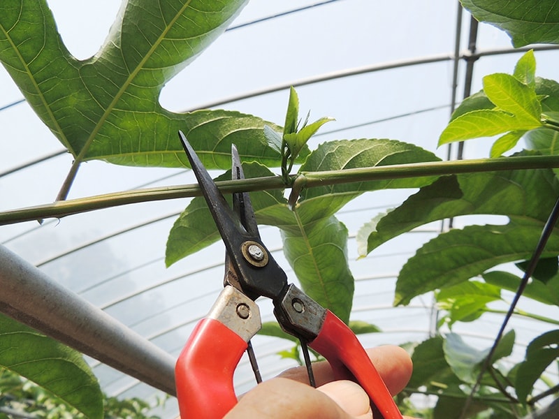 屋久島ゆたかさんのパッションフルーツ＠ゆたか農園