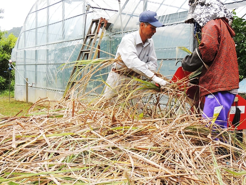屋久島ゆたかさんのパッションフルーツ＠ゆたか農園