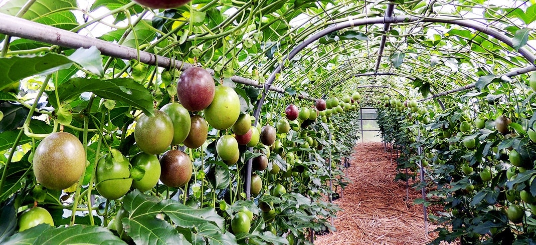 屋久島ゆたか農園のパッションフルーツ畑