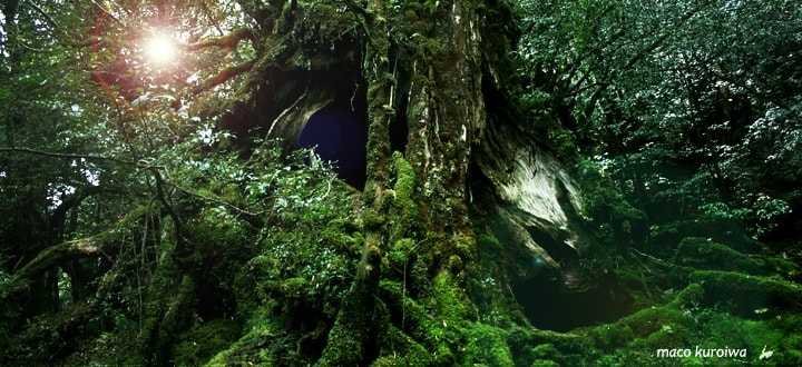 屋久島の深い森＠ゆたか農園パッションフルーツ