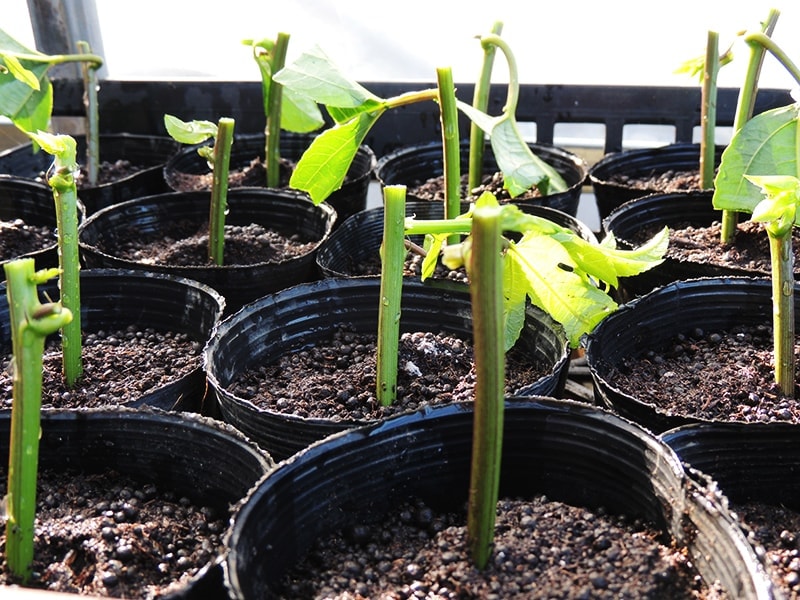 屋久島ゆたかさんのパッションフルーツ＠ゆたか農園