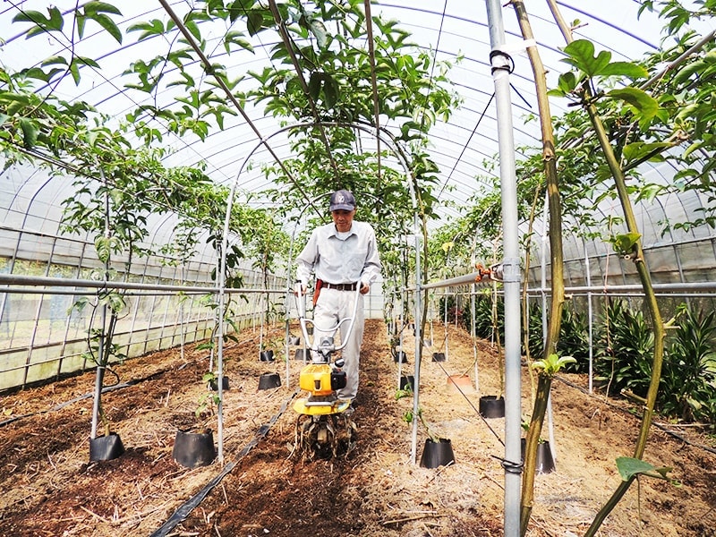 屋久島ゆたかさんのパッションフルーツ＠ゆたか農園