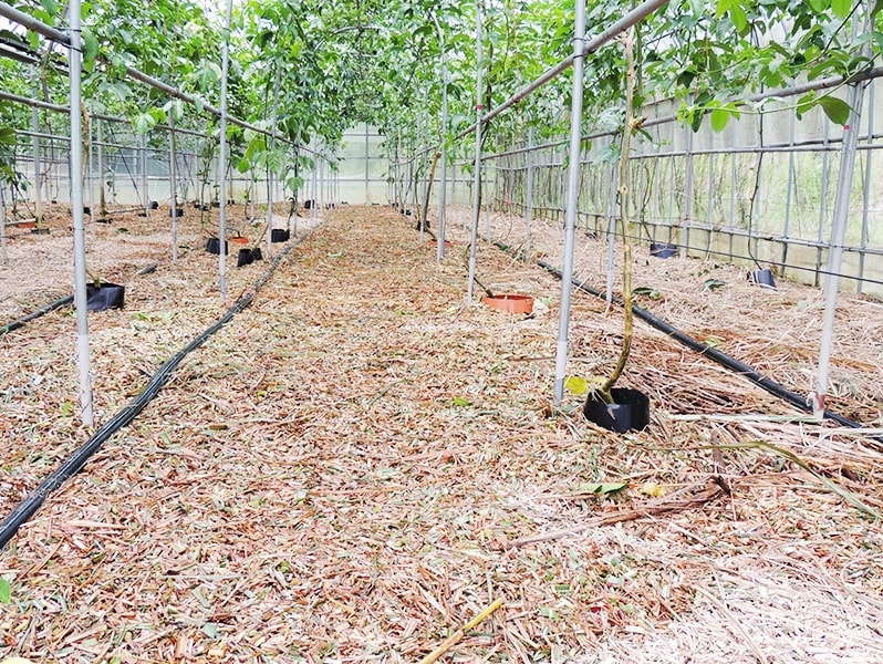 屋久島ゆたかさんのパッションフルーツ＠ゆたか農園