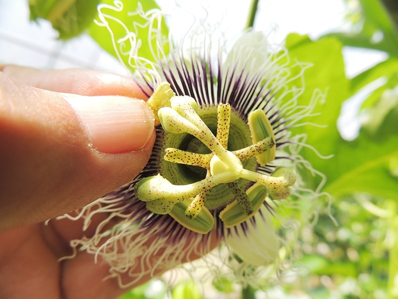 屋久島ゆたかさんのパッションフルーツ＠ゆたか農園