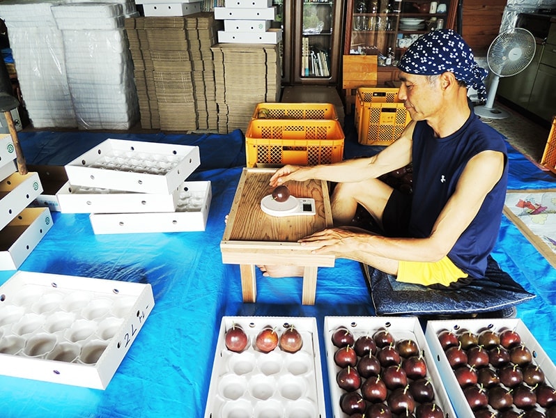 屋久島ゆたかさんのパッションフルーツ＠ゆたか農園