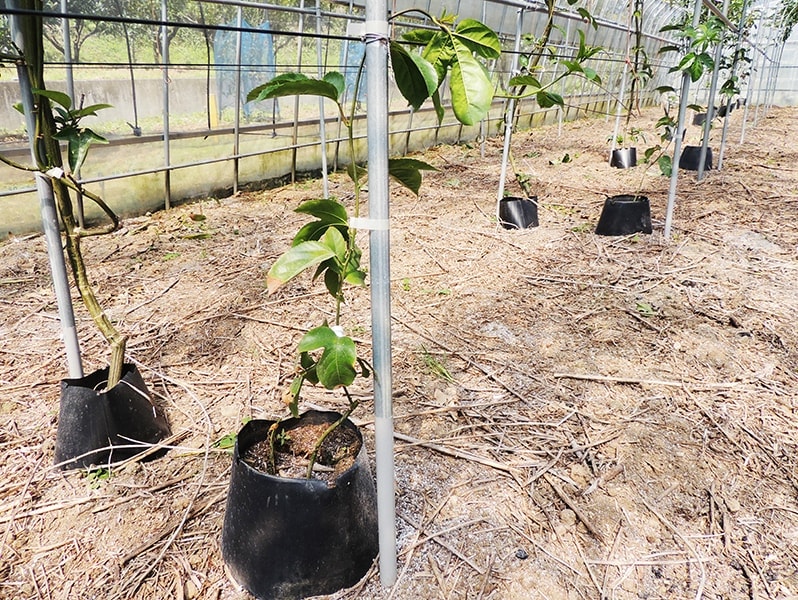 屋久島ゆたかさんのパッションフルーツ＠ゆたか農園