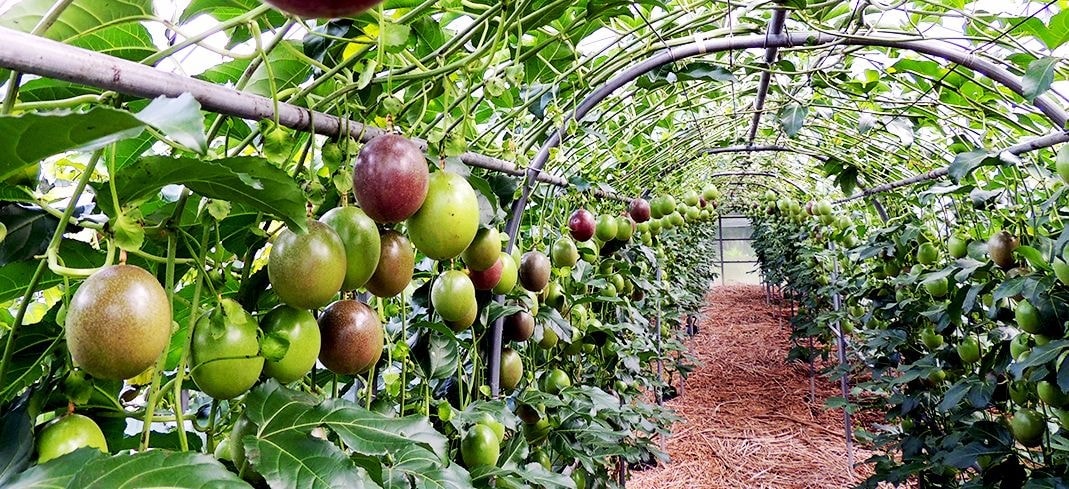 屋久島ゆたか農園のパッションフルーツ畑