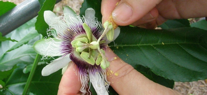 トケイソウの受粉作業＠屋久島ゆたかさんのパッションフルーツ