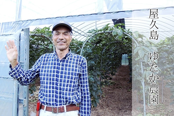 屋久島ゆたか農園より